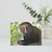 ポートレートフクロウの顔をしたサル ポストカード (スタンド正面)