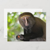 ポートレートフクロウの顔をしたサル ポストカード (正面/裏面)