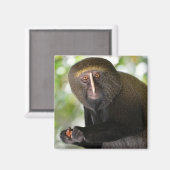 ポートレートフクロウ面猿はがきスクエアのシール マグネット (正面/裏面)