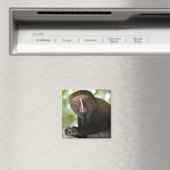 ポートレートフクロウ面猿はがきスクエアのシール マグネット (インサイチュ (食洗機))