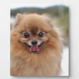 ポートレートポメラニア犬犬 フォトプラーク