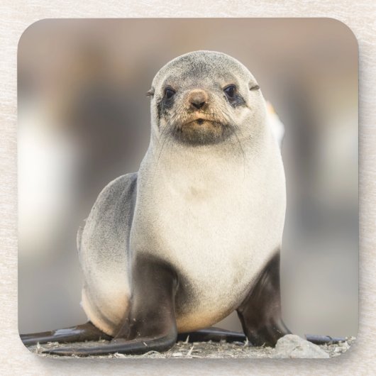 ポートレート上のシールポンプビーチ コースター (正面)