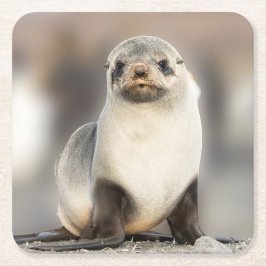 ポートレート上のシールポンプビーチ スクエアペーパーコースター (正面)