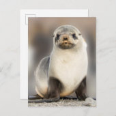 ポートレート上のシールポンプビーチ ポストカード (正面/裏面)