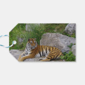 ポートレート写真：シベリアの虎 ギフトタグ (裏面横)