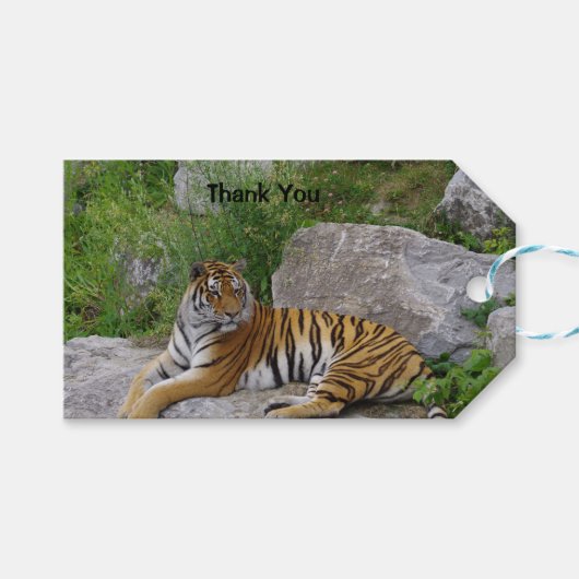 ポートレート写真：シベリアの虎 ギフトタグ (正面(横))