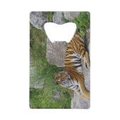 ポートレート写真：シベリアの虎 クレジットカード栓抜き (正面)