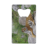 ポートレート写真：シベリアの虎 クレジットカード栓抜き (裏面)