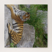 ポートレート写真:シベリアの虎 ジグソーパズル (横)