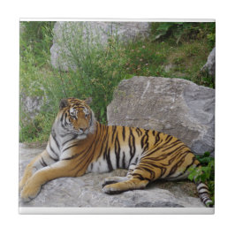 ポートレート写真：シベリアの虎 タイル