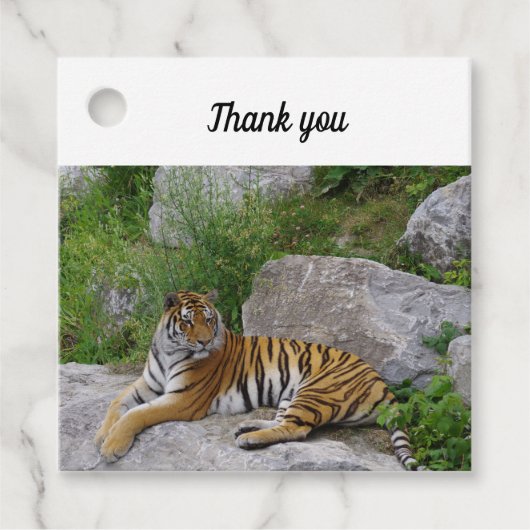 ポートレート写真：シベリアの虎 フェイバータグ (正面)