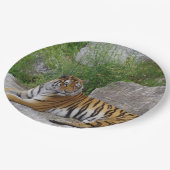 ポートレート写真：シベリアの虎 ペーパープレート (アングル)