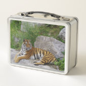 ポートレート写真:シベリアの虎 メタルランチボックス (裏面)