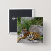 ポートレート写真:シベリアの虎 缶バッジ (正面&裏面)