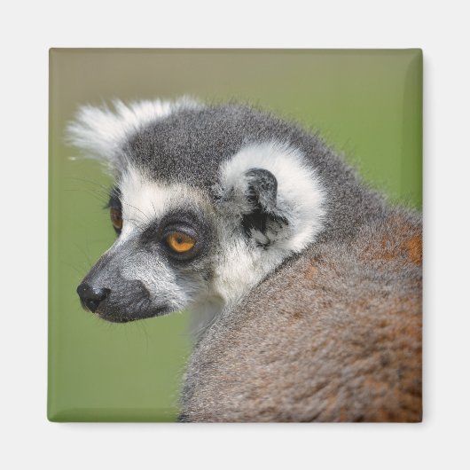 ポートレート環形雑音 マグネット (正面)