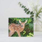 ポートレート生まれたばかりのの子鹿 ポストカード (スタンド正面)