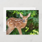 ポートレート生まれたばかりのの子鹿 ポストカード (正面/裏面)