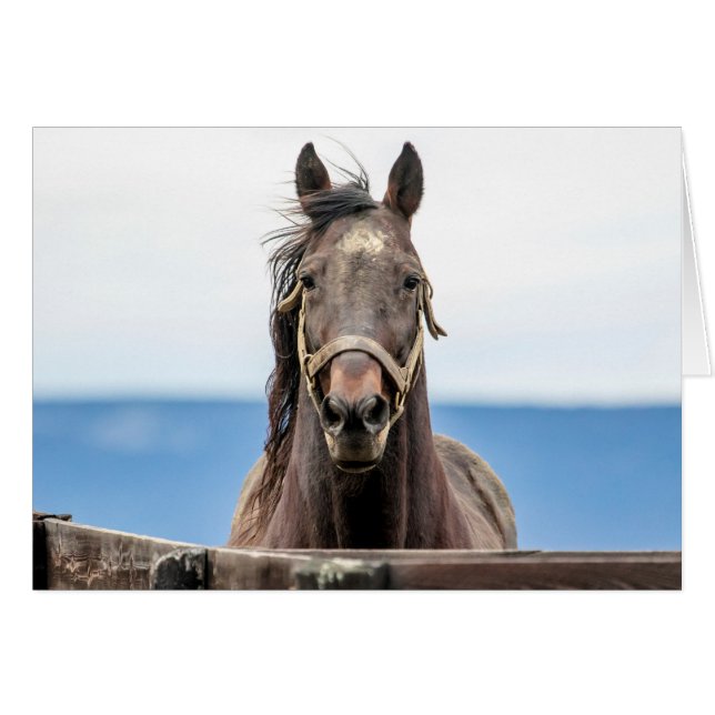 ポートレート (正面横)