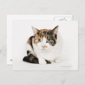 ポートレート・オブ・カリコ・キャット ポストカード (正面/裏面)