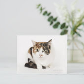 ポートレート・オブ・カリコ・キャット ポストカード (スタンド正面)