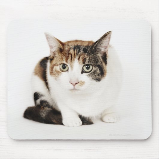 ポートレート・オブ・カリコ・キャット マウスパッド (正面)
