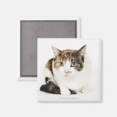 ポートレート・オブ・カリコ・キャット マグネット (正面/裏面)