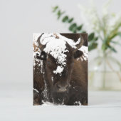 ポートレート，雪に覆われたバイソン シーズンポストカード (スタンド正面)