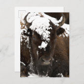 ポートレート，雪に覆われたバイソン シーズンポストカード (正面/裏面)