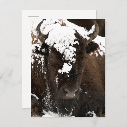ポートレート,雪に覆われたバイソン シーズンポストカード (正面/裏面)