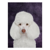 ポードルポスター ポスター (正面)