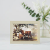 ポーラス・ポッター、「ヤング・ブル」 1647 ポストカード (スタンド正面)