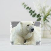 ポーラベアはがき ポストカード (スタンド正面)