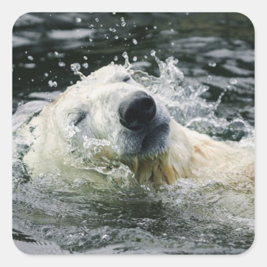 ポーラベアズアクアオーラ スクエアシール (正面)