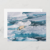 ポーラベア歩くオンザシー ポストカード (正面/裏面)