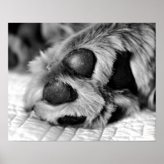 ポーラポーズゴールデンレトリバードッグ ポスター (正面)