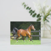 ポーランドにアラビアに馬の小走りに走ること ポストカード (スタンド正面)