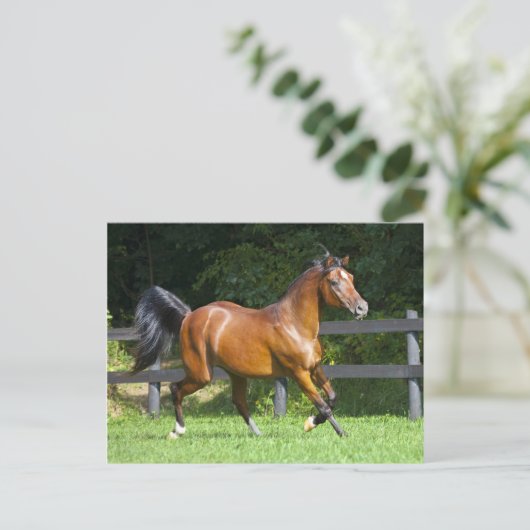 ポーランドにアラビアに馬の小走りに走ること ポストカード (スタンド正面)