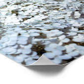 ポーランドの白紫陽花 ポスター (角)