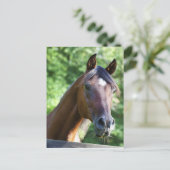 ポーランドアラビアンホース ポストカード (スタンド正面)