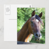 ポーランドアラビアンホース ポストカード (正面/裏面)