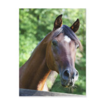 ポーランドアラビアンホース