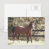 ポーランドアラビアンホース ポストカード (正面/裏面)