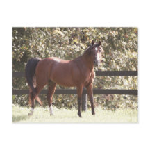 ポーランドアラビアンホース