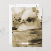 ポーランドシックインセピア ポストカード (正面/裏面)