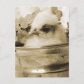 ポーランドシックインセピア ポストカード (正面)