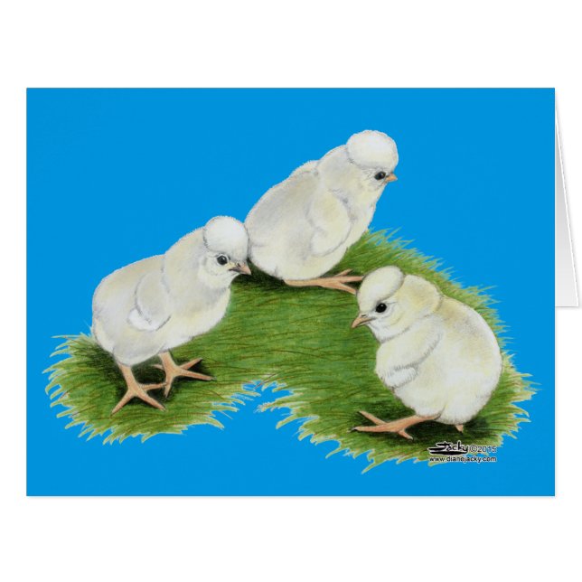 ポーランドスプラッシュチックス (正面横)