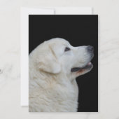 ポーランドタトラ素晴らしシープドッグのカードの頭 サンキューカード (正面)