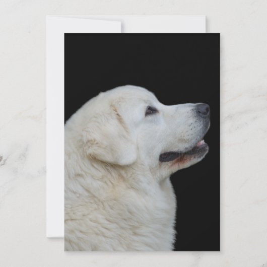 ポーランドタトラ素晴らしシープドッグのカードの頭 サンキューカード (正面)