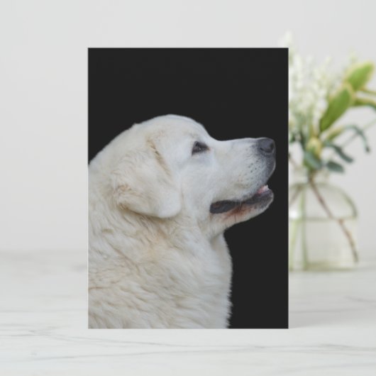 ポーランドタトラ素晴らしシープドッグのカードの頭 サンキューカード (スタンド正面)