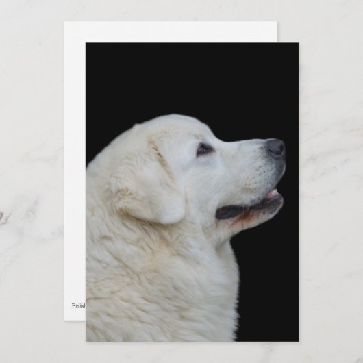 ポーランドタトラ素晴らしシープドッグのカードの頭 サンキューカード (正面/裏面)